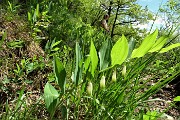 38 Fiori di Sigillo di Salomone (Polygonatum multiflorum) 